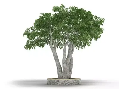 Medium Sized Planted Tree 3D model