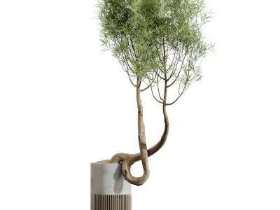 AV HousePlants Japandi Minimalism Ficus Dracaena Marginata16 3D model