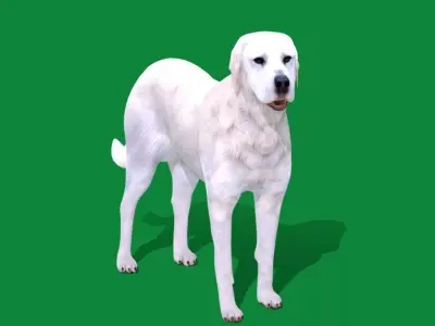 Akbash Dog Low-poly 3D model