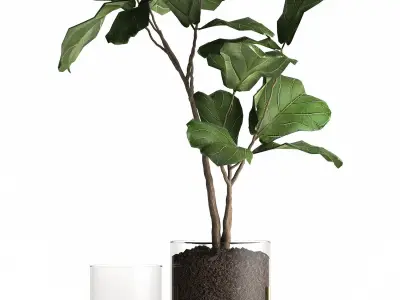Ficus lyrata trees in a GLASS FLOWERPOT 959 3D model