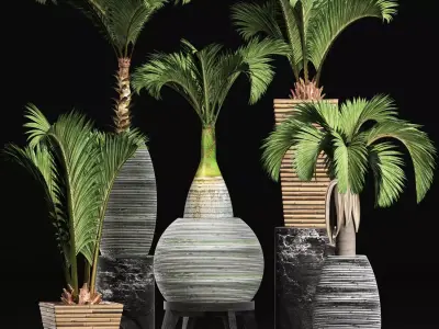 Plants Collection 206 Palms 3D model