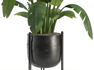 Indoor Plants 02 3D model