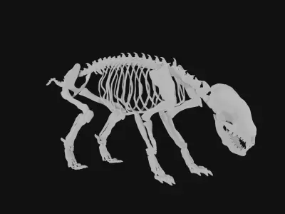 Badger skeleton 3D model