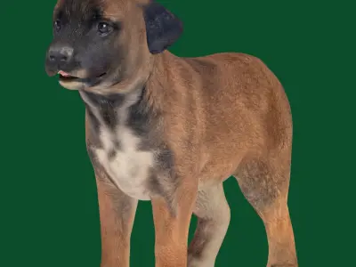 Belgian Shepherd Puppy Dog Breed 3D model