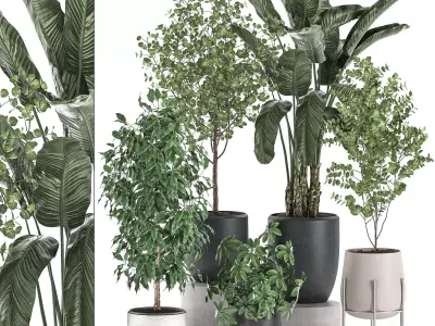 Decorative plants for interior decoration in pots 557 3D model