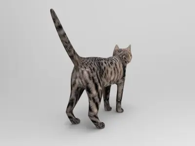 3D Pet Cat Model  Low-poly 3D model
