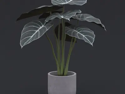 Alocasia Black Velvet I 3D model