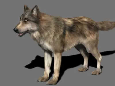 Wolf High Detailed 3D model