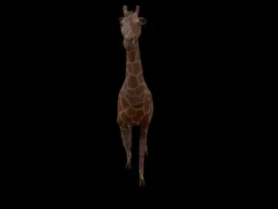 Giraffe 3D model