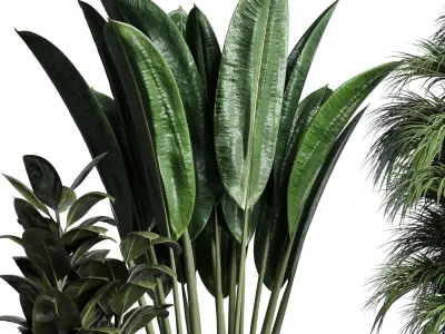 indoor plant ficus rubbery monstera palm concrete dirt vase 3D model