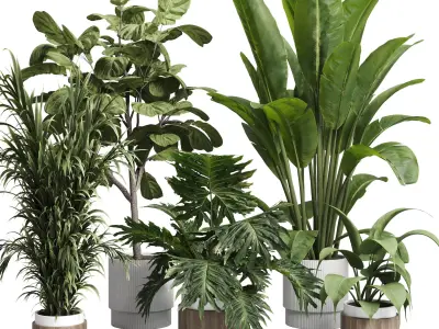 Collection indoor plant 429 plant bush ravenala palm 3D model