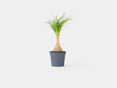 Beaucarnea Recurvata stem Low-poly 3D model