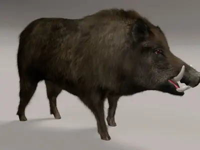 Wild Boar 3D model