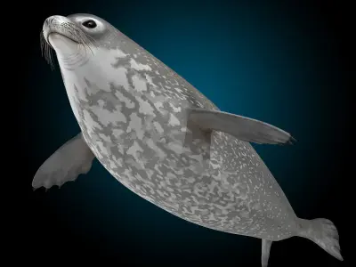 Weddell Seal 3D model