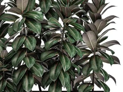 Ficus robusta in a black flowerpot 514 3D model