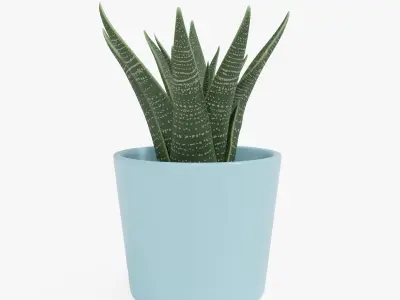 Decorative Succulent Plant in the pot 3D model