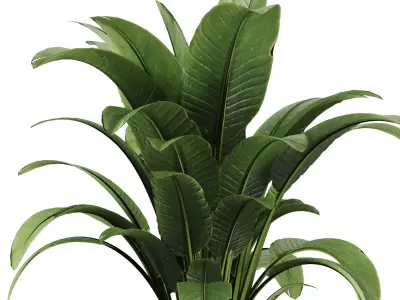 Indoor Plant Set V39 3D model