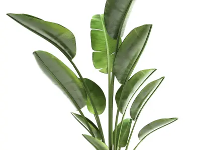 Ravenala palm in a rust pot for the interior 963 3D model