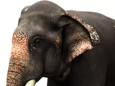 asian elephant 3d rig model 2 3D model