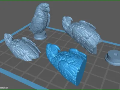 Parrot Ara bust 3D print model