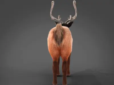 Fur Red Reindeer Blender NO RIG Low-poly 3D model
