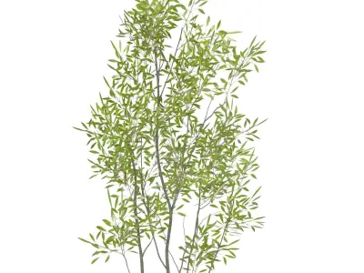 Amur Decorative Plant PBR 3D model