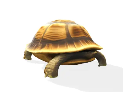 Stylized Tortoise 3D model