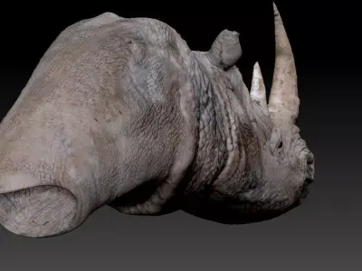 Rhino bust 3D model