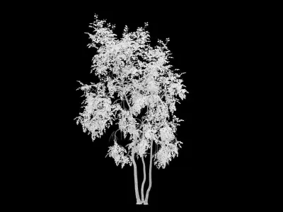 Birch Tree With White Leaves Low-poly 3D model