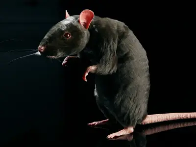 Rat - Realistic 3D model