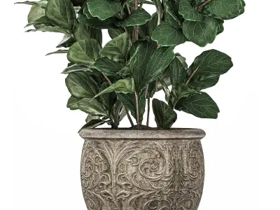 Ficus tree in classic flowerpots for the parks and garden 492 3D model
