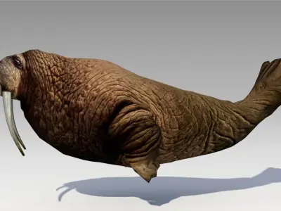 Walrus Animated 3D model