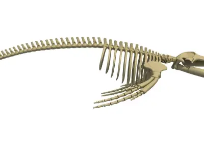 Humpback Skeleton 3D model