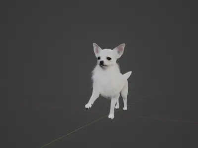 Spitz Dog Mixed Breed 3D model