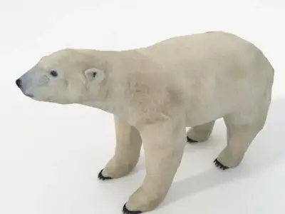 Polar Bear Low-poly 3D model 2