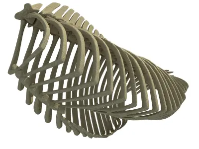 Detailed Bones of  Animal Rib Cage 2 3D model