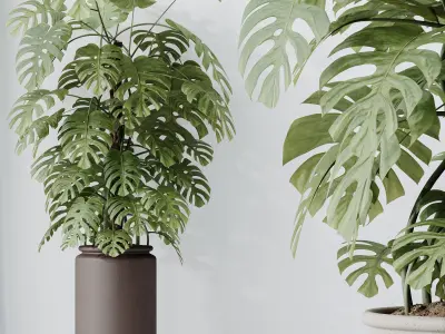 Elegant Monstera Deliciosa Large Leaf Form Swiss Cheese 3D model