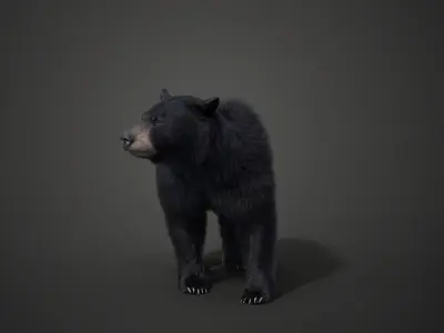 American Black Bear Rigged VFX Grace 3D model