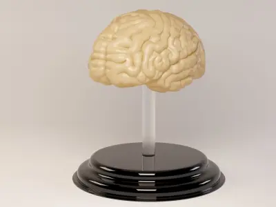 Decorate Brains 3D model