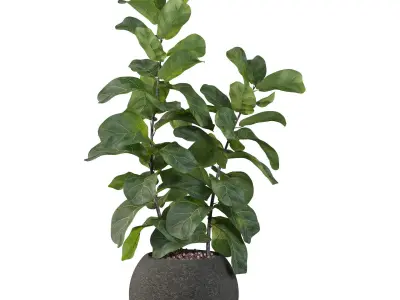 Ficus Lyrata in black felt pot 3D model