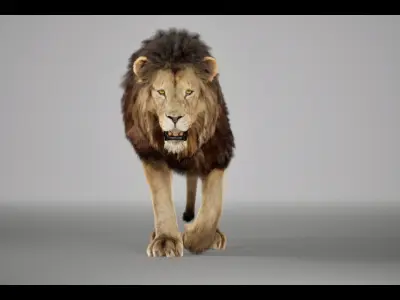 Lion Animated FUR UNREAL project  Maya base rig 3D model
