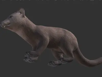 Marten  Low-poly 3D model