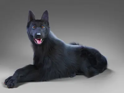 Fur Black Dog Rigged Low-poly 3D model