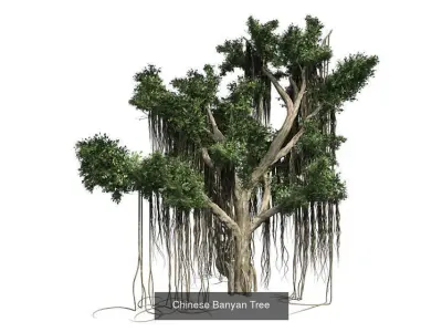 Red Rose in Vase - Chinese Banyan Tree Bundle 3D Model Collection