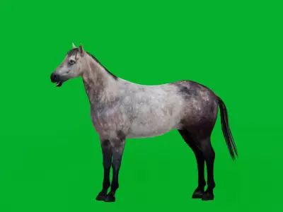 Anglo European Horse Low-poly 3D model
