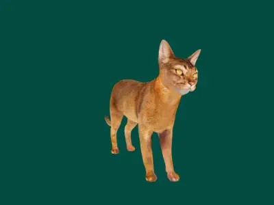 Abyssinian Cat 3D model