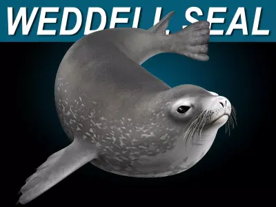 Weddell Seal 3D model