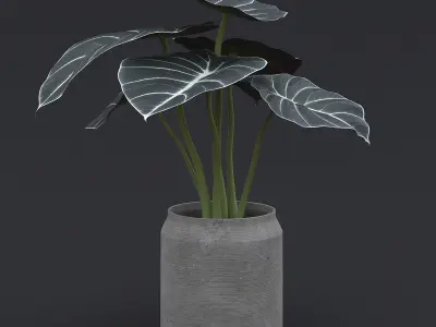 Alocasia Black Velvet II  3D model