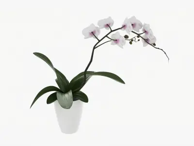 Orchid flower in pot 3D model