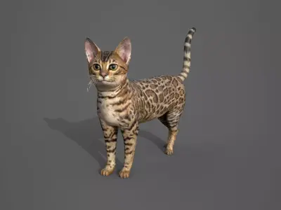 Cat Tabby 3D model
